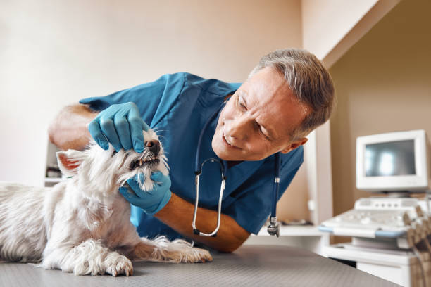 Best Emergency Root Canal Treatment in Bushyhead, OK